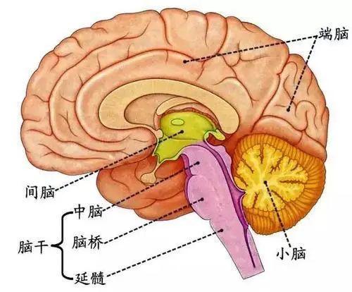 胆囊癌|常被人说高冷，杭州42岁企业家扛了五年！一查颅内肿瘤乒乓球大！这些症状警惕起来…