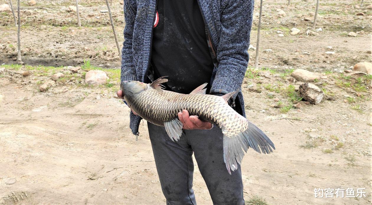 饵料|夏天钓草鱼用这3种钓法,拉鱼拉到手软