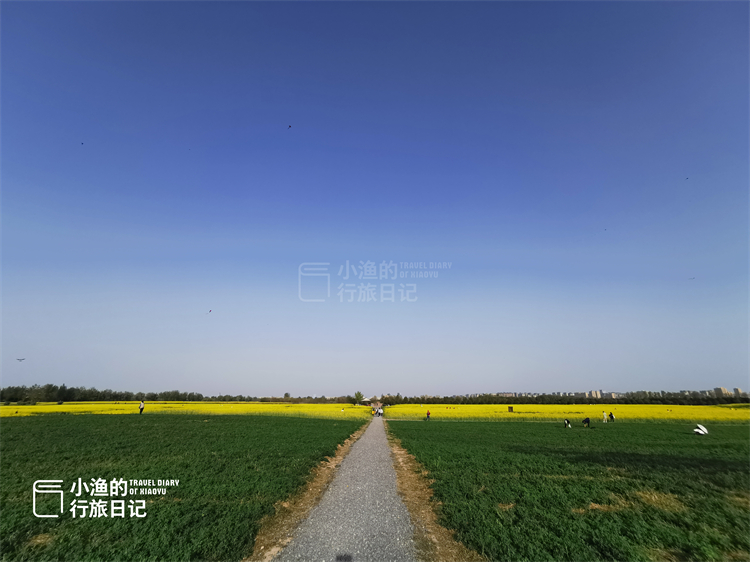 油菜花|西安市区最大的油菜花海，还能放风筝、挖野菜，停车门票全免费