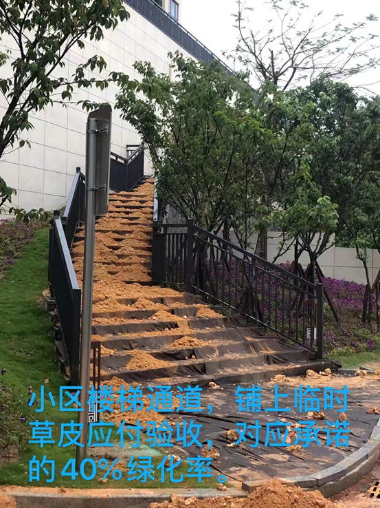 合肥|泉州丰泽区:海韵山居被诉绿化造假及其它问题?望开发商介入沟通、积极整改