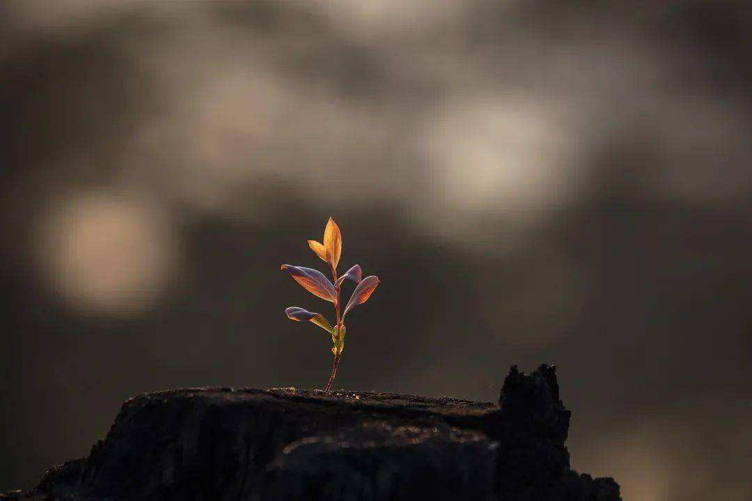 职业规划|什么该争，什么不该争！明确这几点才能取得成功！