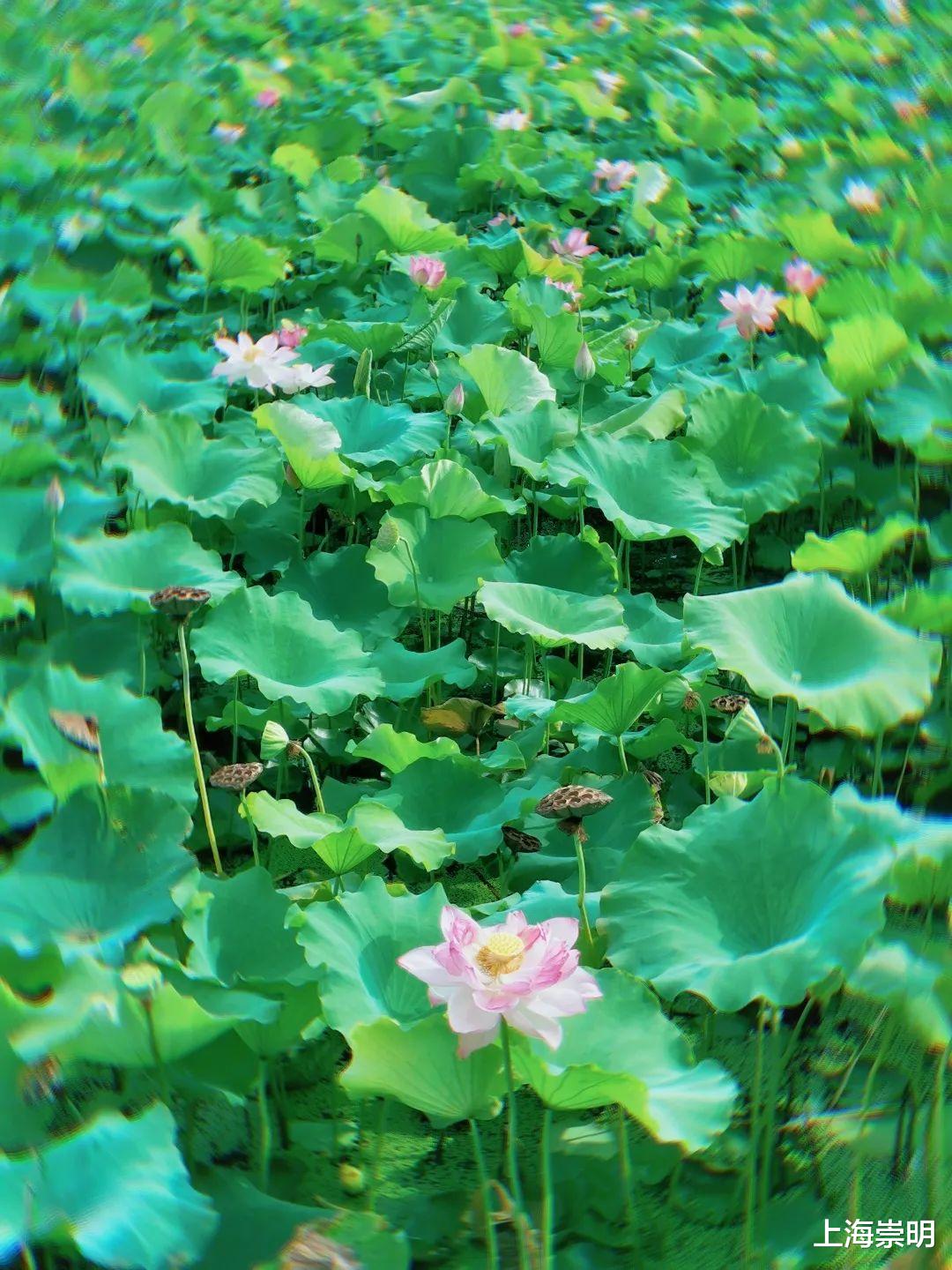 文化节|《沉香如屑》中的四叶菡萏，崇明有很多！