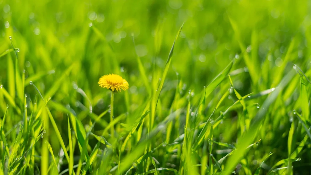 为什么草是绿色的？很多人知道大概但是说不出具体的原因