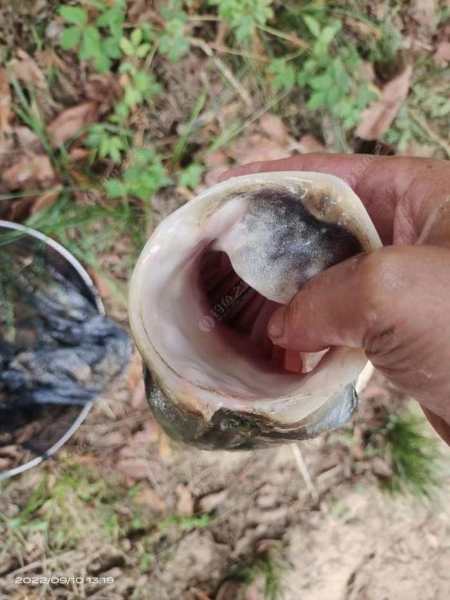 白鲢|【作钓报告】往事不堪回首,鱼获知道多少