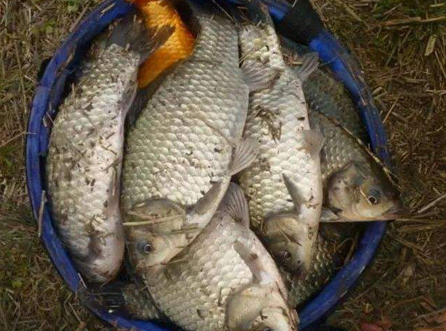 饵料|立春后钓鱼，钓“深”还是钓“浅”？做对了，想不爆护都难