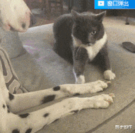 红薯 “如果我们所处的环境是修仙世界,你会选择用什么武器?”网友脑洞大开!