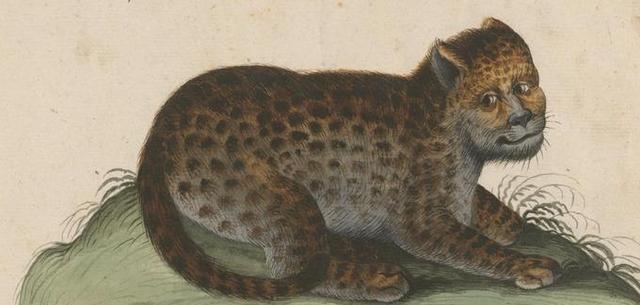 猫鱼,蜗牛鸡?中世纪画里的动物都神马玩意?看得人好上头!