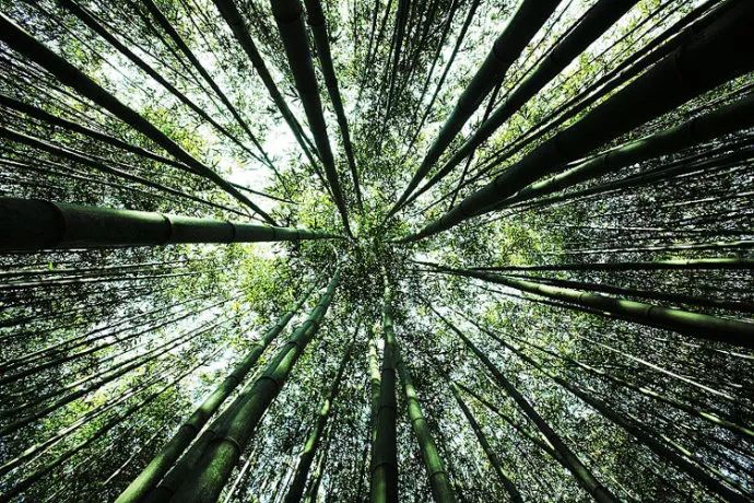 摄影技巧：竹子这样拍，真是美极啦！