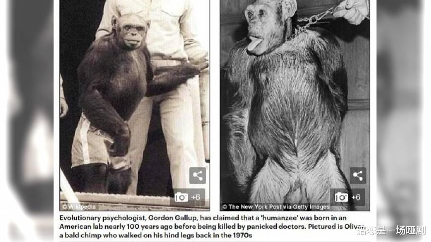 人和猩猩能有后代吗?前苏联5名女性挺身而出,结果却很现实!