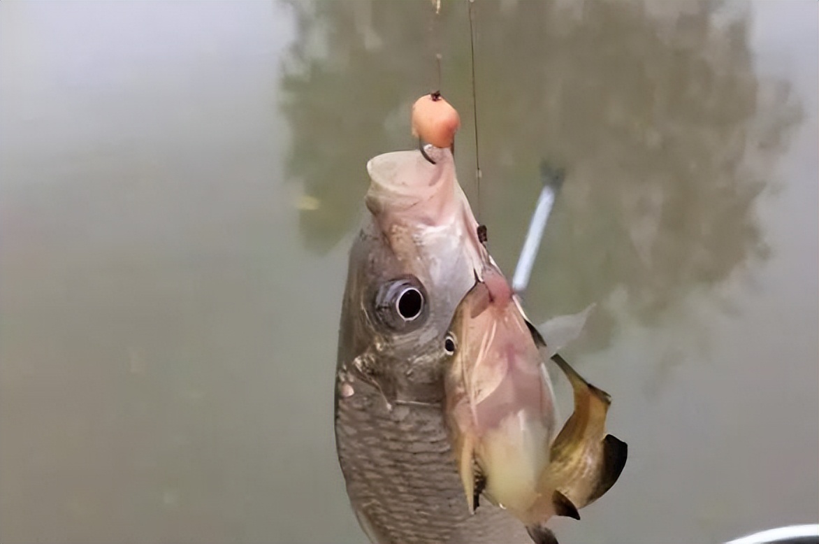 |挂钩麦粒钓鱼,有人欢喜有人愁,教你用麦粒钓鱼的正确方法