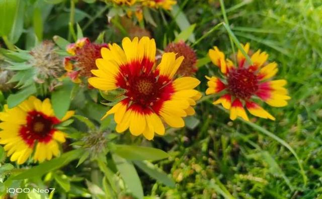 Hi-Fi|iQOO Neo7上手体验7天,不吹不黑,说说真实感受