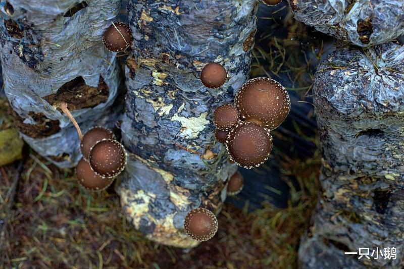 头茬香菇怎么挑?两种方法教你买到好香菇
