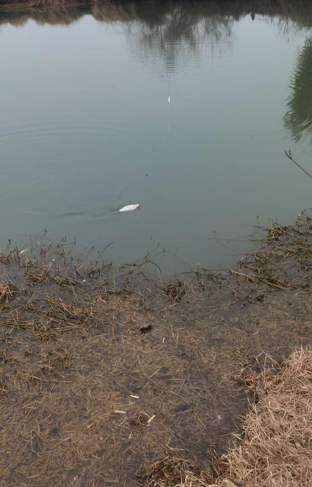 大板|坚持不懈,喜获大板鲫