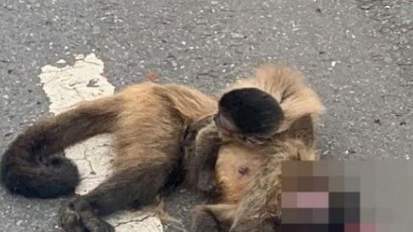 猴妈妈被车撞死，猴宝宝紧抓尸体不放，现场画面让人心碎