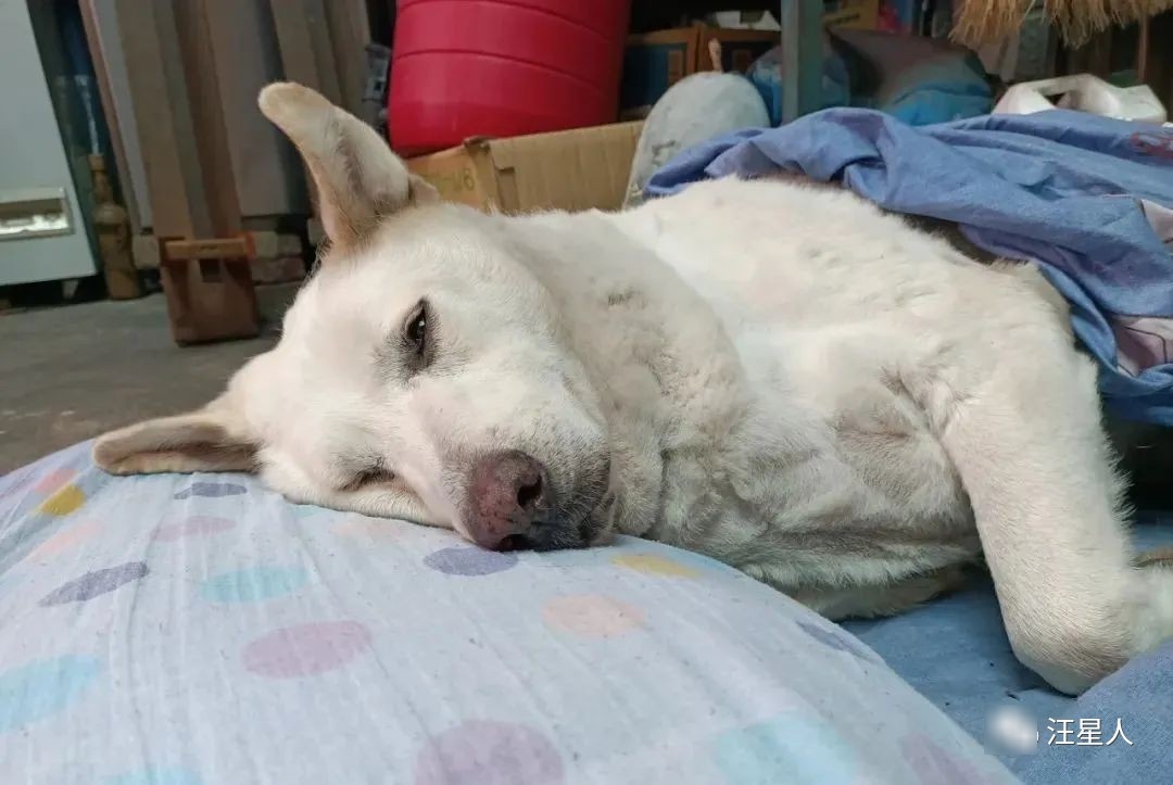 胖子的悲剧：明明是狗，却被认成羊