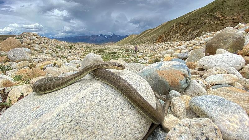 温泉|中国特有蛇类西藏温泉蛇，竟靠“泡”温泉活着，其进化史扑朔迷离