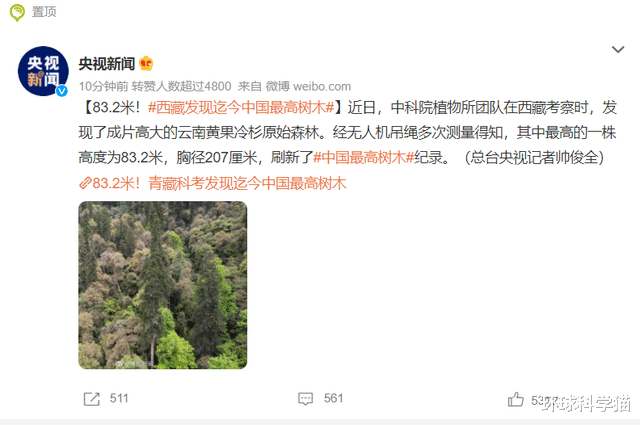 |76.8米“败落”，83.2米！西藏发现中国新“树王”，有什么意义？