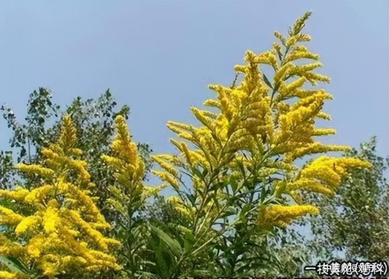 食管炎|每日一味抗癌中药——一枝黄花,清热解毒又止痛,感冒发热很常用