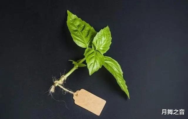 植物也会感到痛苦?植物不但会痛,还会发出信号“求救尖叫”!