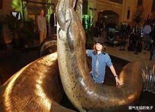 印尼一蟒蛇体型直逼史前生物,抓捕后测量,体长竟达9米