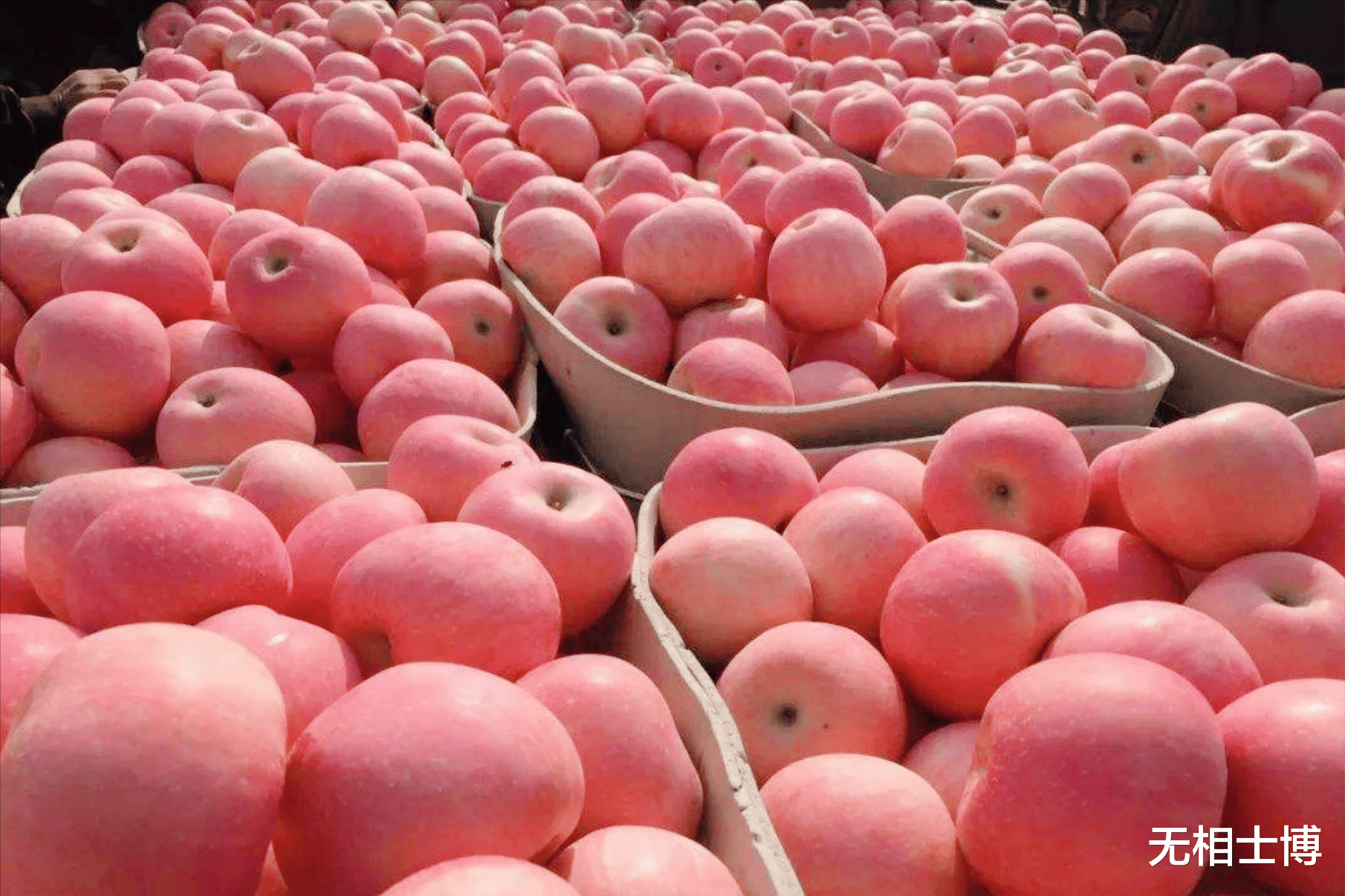 苹果|第一个“敢”向我国大量出口红富士苹果的国家,为什么会是南非?
