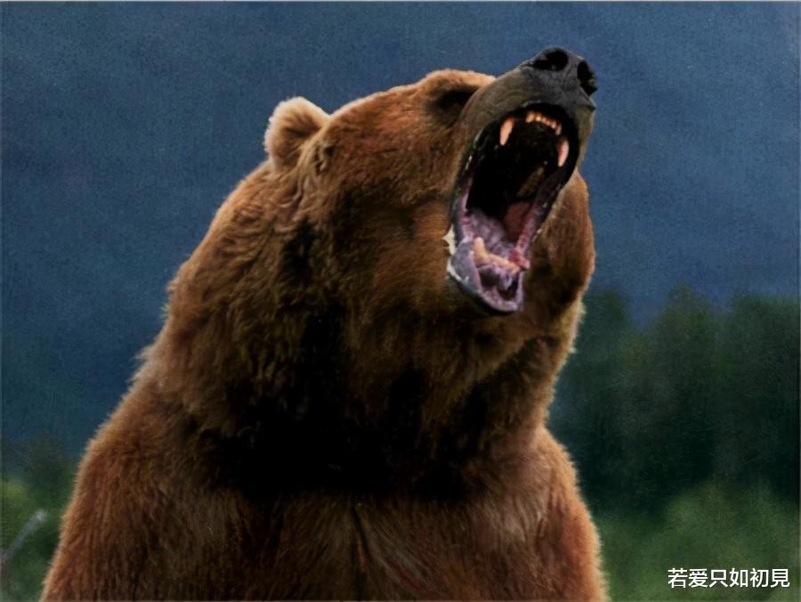 内蒙古一牧场遭袭击！棕熊的战斗力有多强？可生撕虎豹？