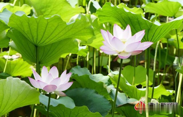 荷花|一大波高清美图来袭！高明这里的荷花免费赏