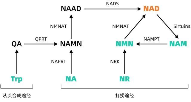 全球为长寿而疯狂的名人,李嘉诚垫底,前四位令人“大开眼界”!