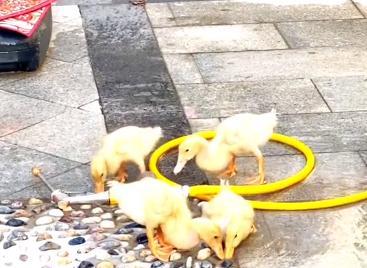 谢孟伟|谢孟伟格局打开了，看见路边的鸭子抱起来就跑，评论区很精彩