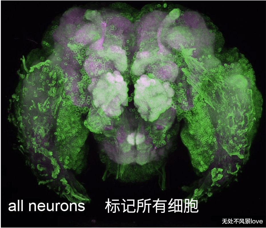 博士用自己的血一天喂3000只蚊子,终一作发Nature揭示“蚊子怎么只咬你”