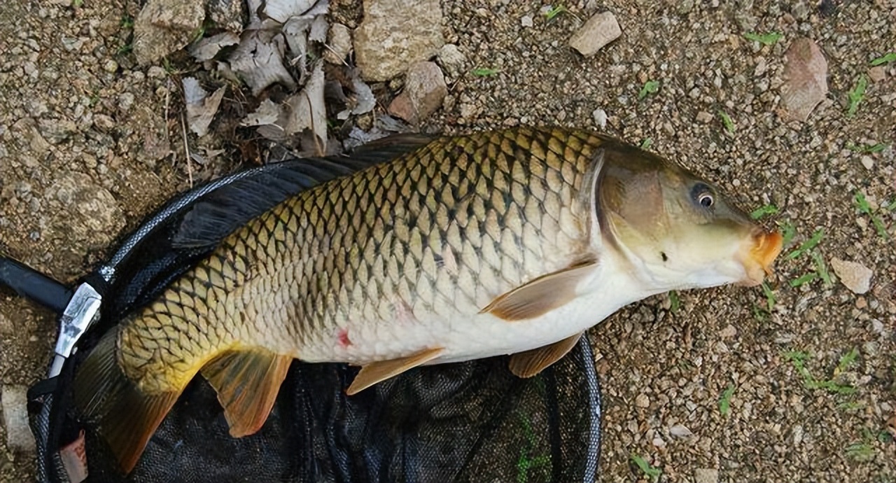 泥鳅|野钓总是钓小鱼,钓大鱼怎么就这么难?这些方法你用对了吗?