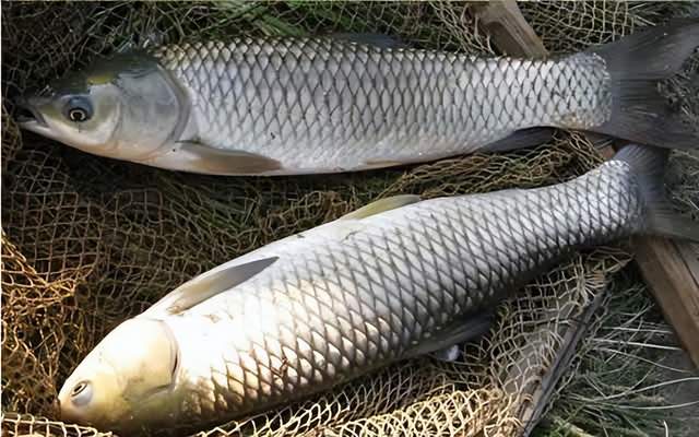 饵料|初夏野钓“鱼口难开”？位置是关键，找准这“5处”，想空军都难