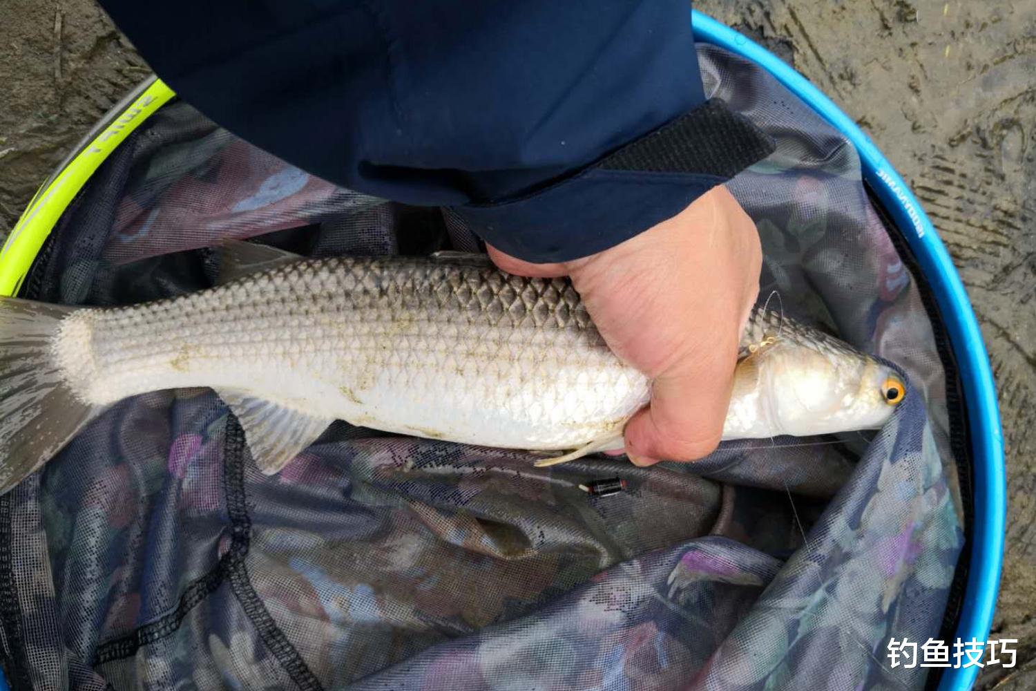 海钓|六月开始钓鲻鱼,有哪些垂钓技巧?钓鲻鱼的4个窍门