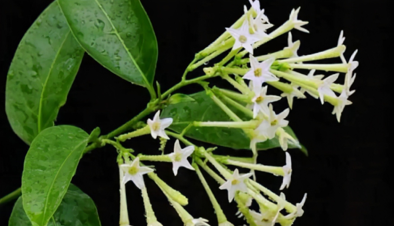 卧室千万别养这5种花,闻着就头晕