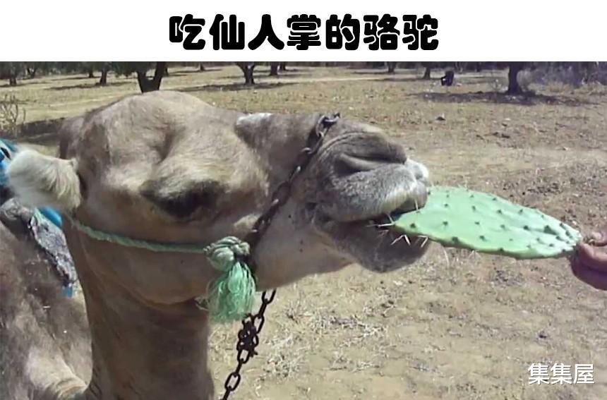 神奇的动物世界！已经进化出能吃致命食物的5种动物