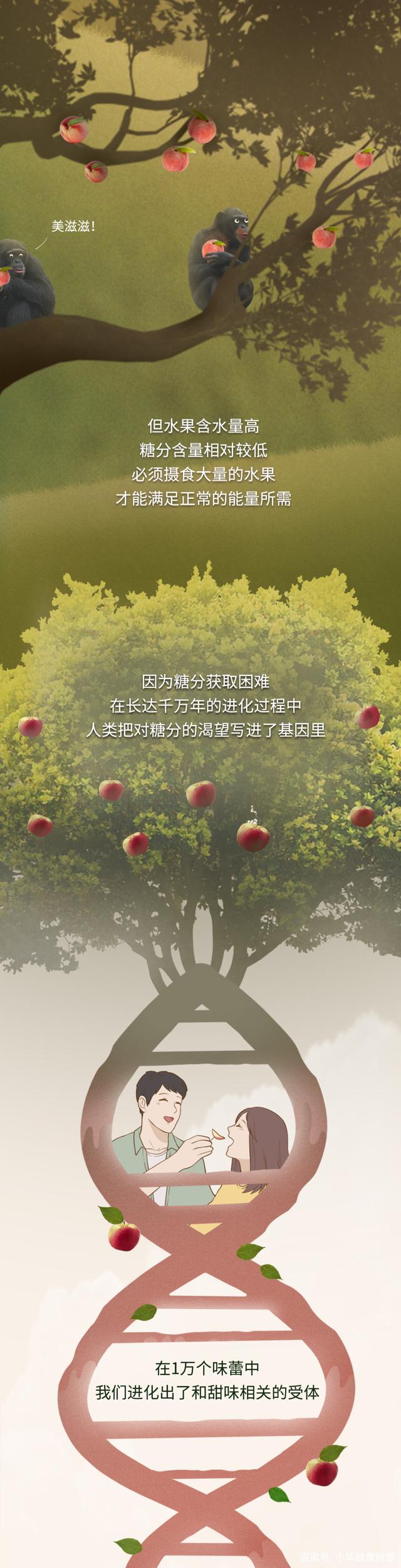 |为什么人会对糖上瘾，背后是“谁”在操控？一组漫画「揭秘」