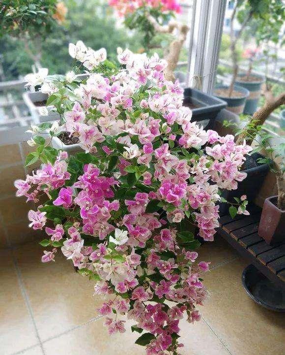 奶奶对我说，卧室别养7类花，仔细想一想，不是“迷信”是科学