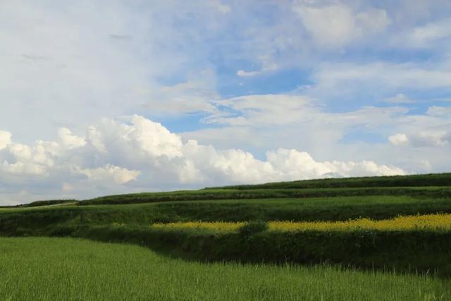 草原|海拔3000米的高原草甸上，藏着宫崎骏的夏天