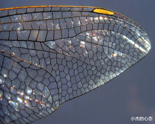 进化论最大BUG,研究蜻蜓飞行,或能使气动弹性力学获新突破?