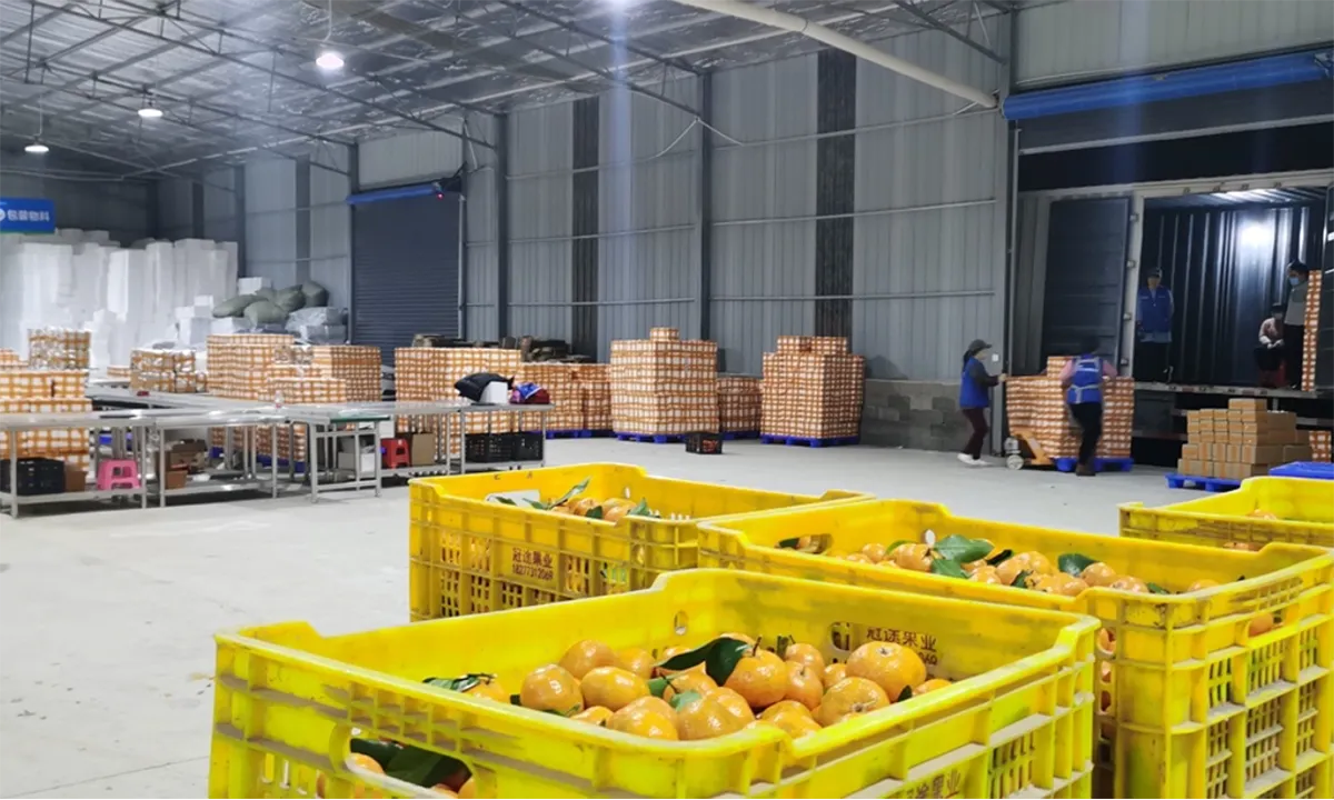 拼多多|高不成低不就,淘特出路究竟在哪?