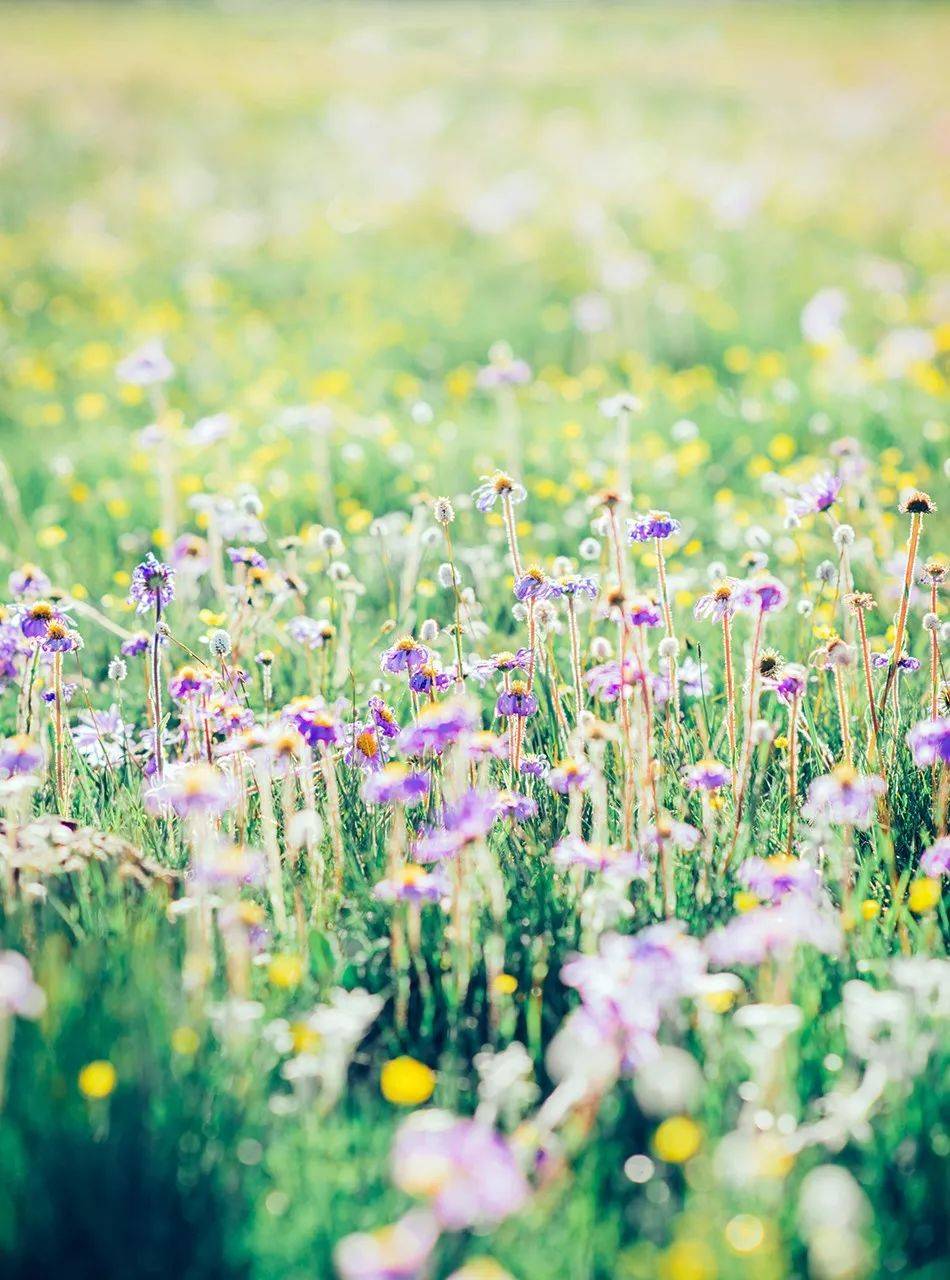 高原|5月26日开园！！俄么塘花海，已经开始美了！