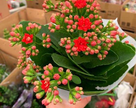 不跟人们争氧气的“6种花”,养在卧室里,睡眠都变好了