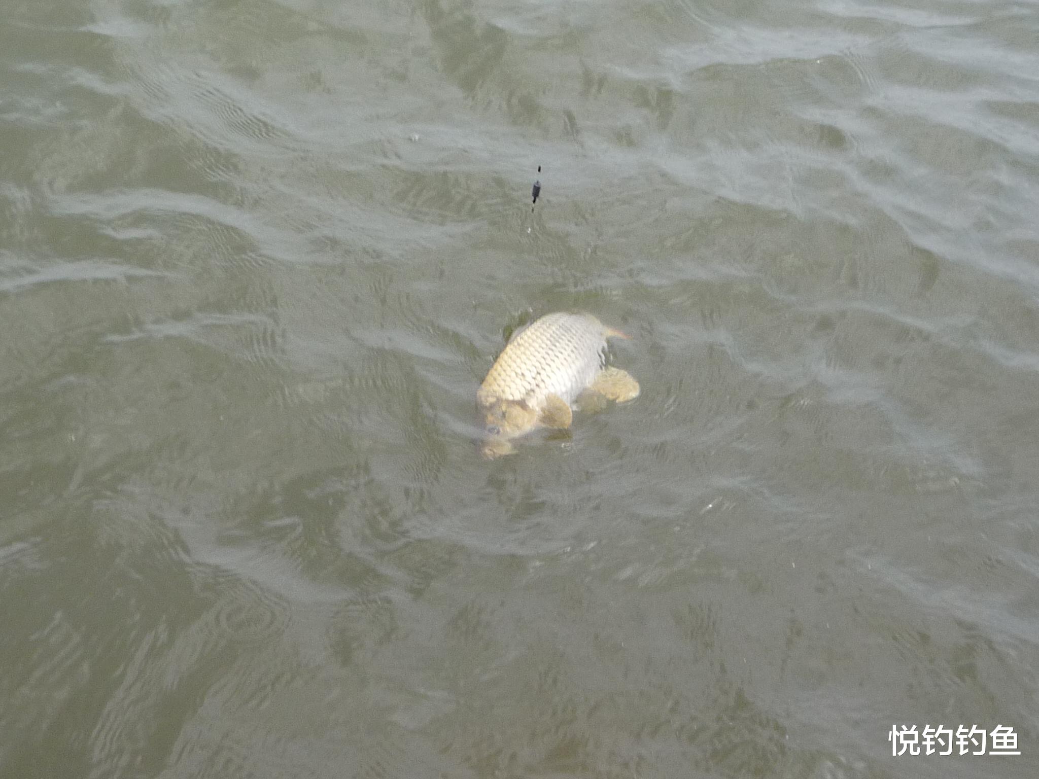 饵料|“春钓滩,夏钓潭”这句渔谚,其实大部分人都一知半解的……