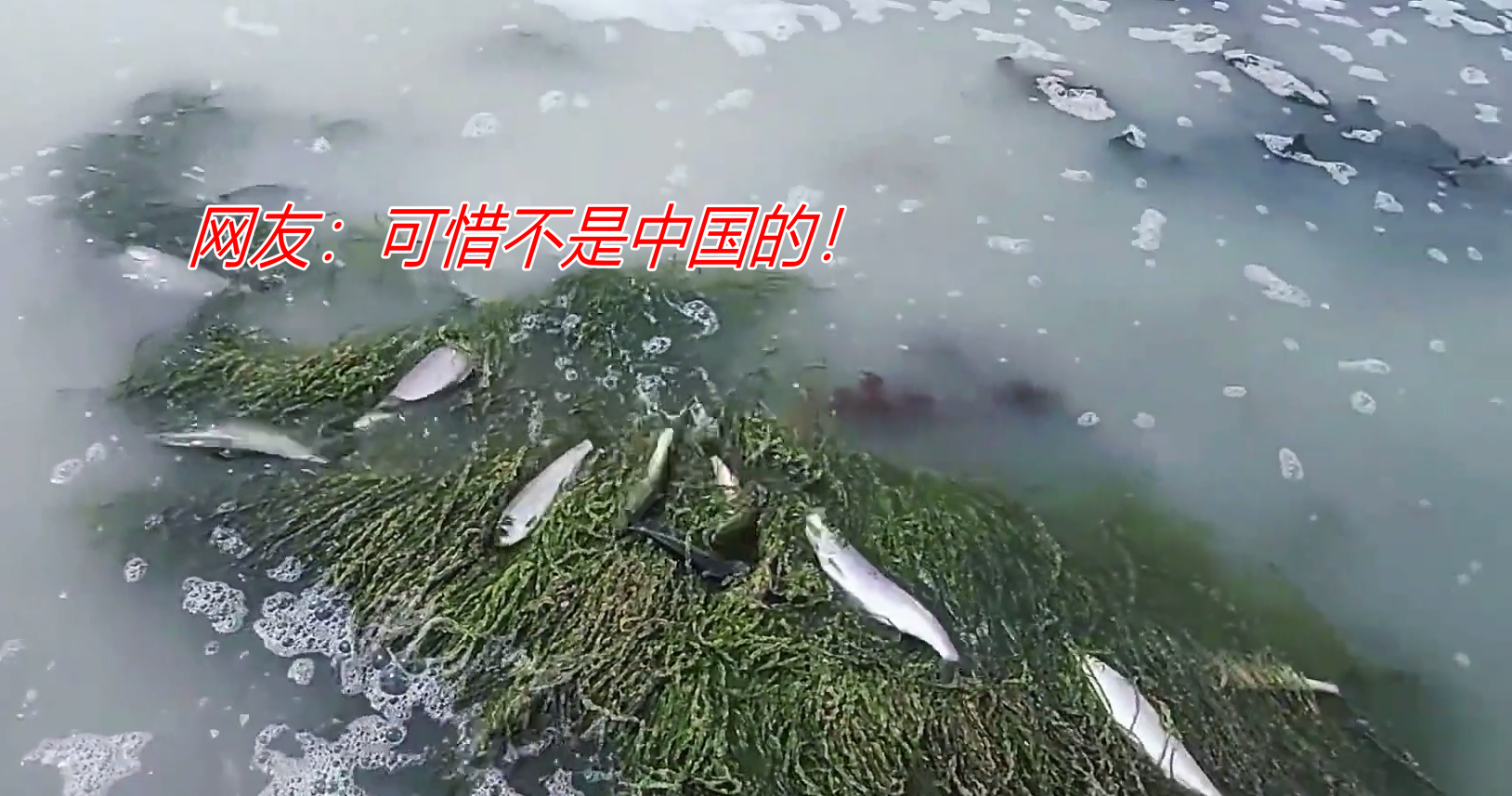 钓鱼|远东地区淡水湖大鱼成群,板鲫论斤起,半米大鱼躺草间