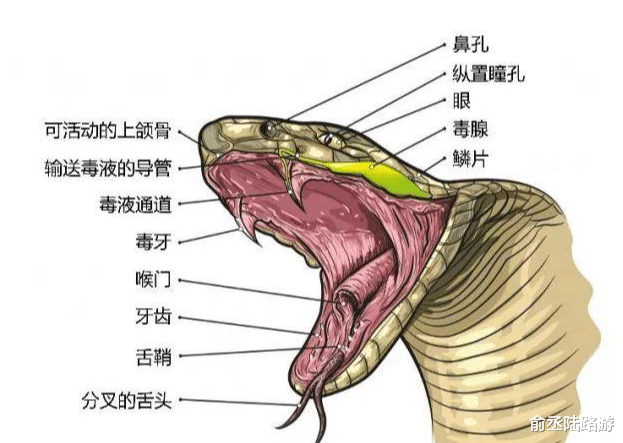蛇类这么危险,为什么我们还要保护它们,而且保护的都是毒蛇?