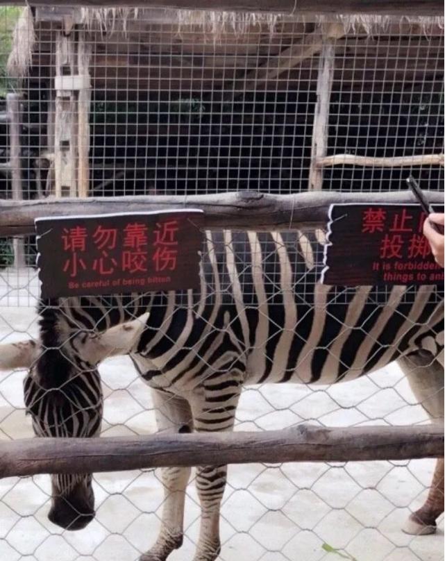 人类为何没有驯化斑马当坐骑?脾气暴躁又“神经质”,谁敢骑?