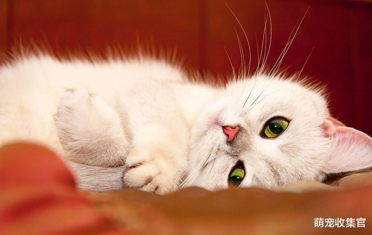 猫咪对你做出这五种表现，那么恭喜你，说明猫咪已经养“熟”了