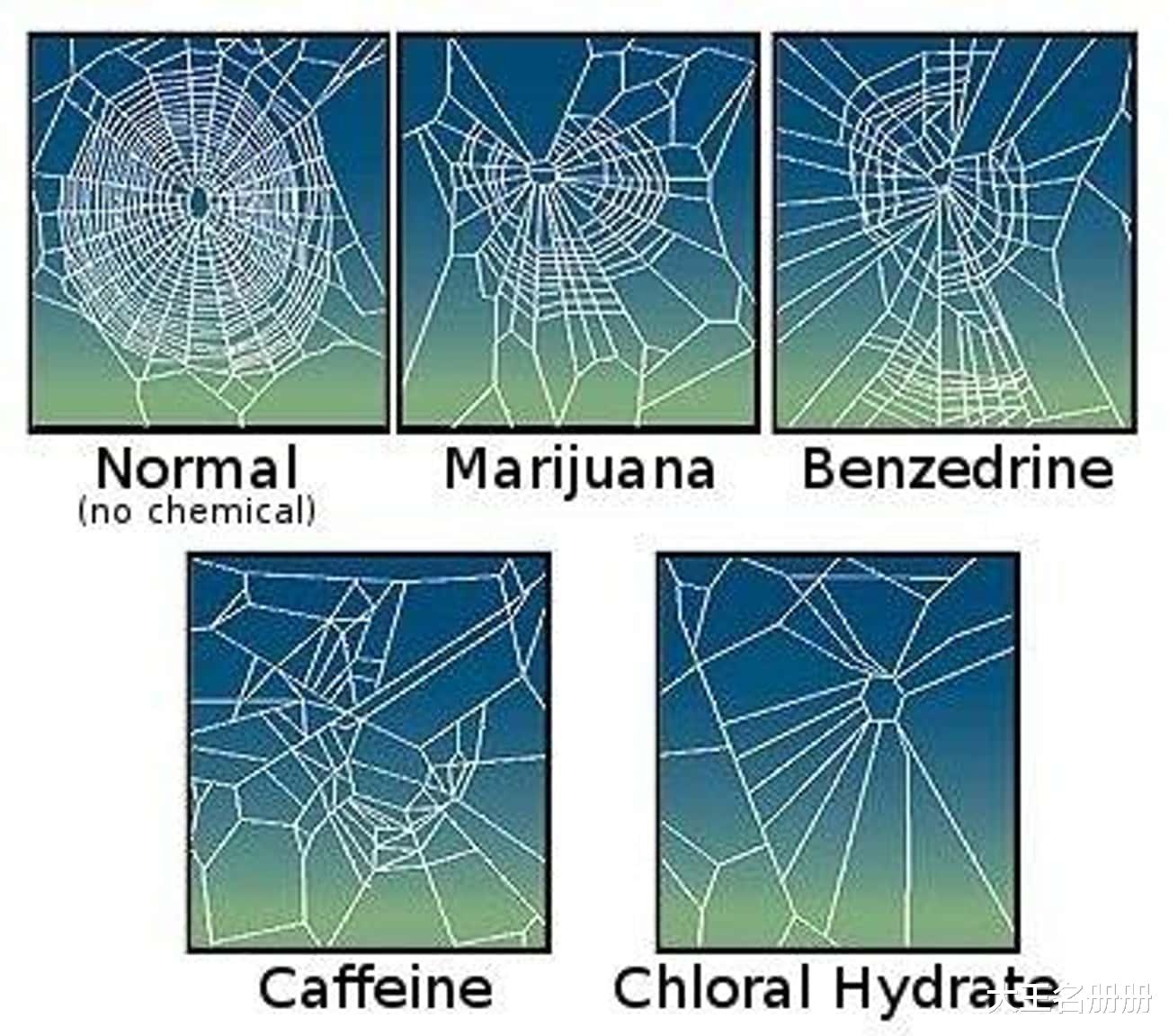 历史上最疯狂的动物实验案例
