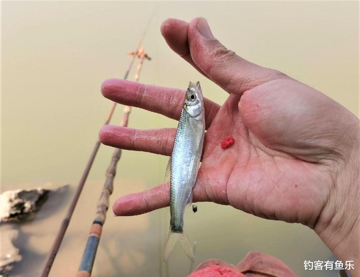 饵料|秋天怎样钓白条鱼?钓其他目标鱼,如何有效防止小白条闹窝?