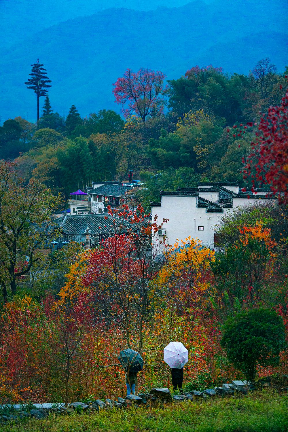 徽州|至美绝色！中国南方的秋天，哪儿都美
